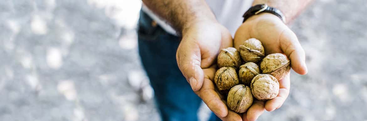 hand full of walnuts